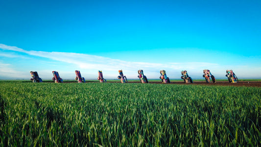 Post Card: Wheatfield Cadillacs